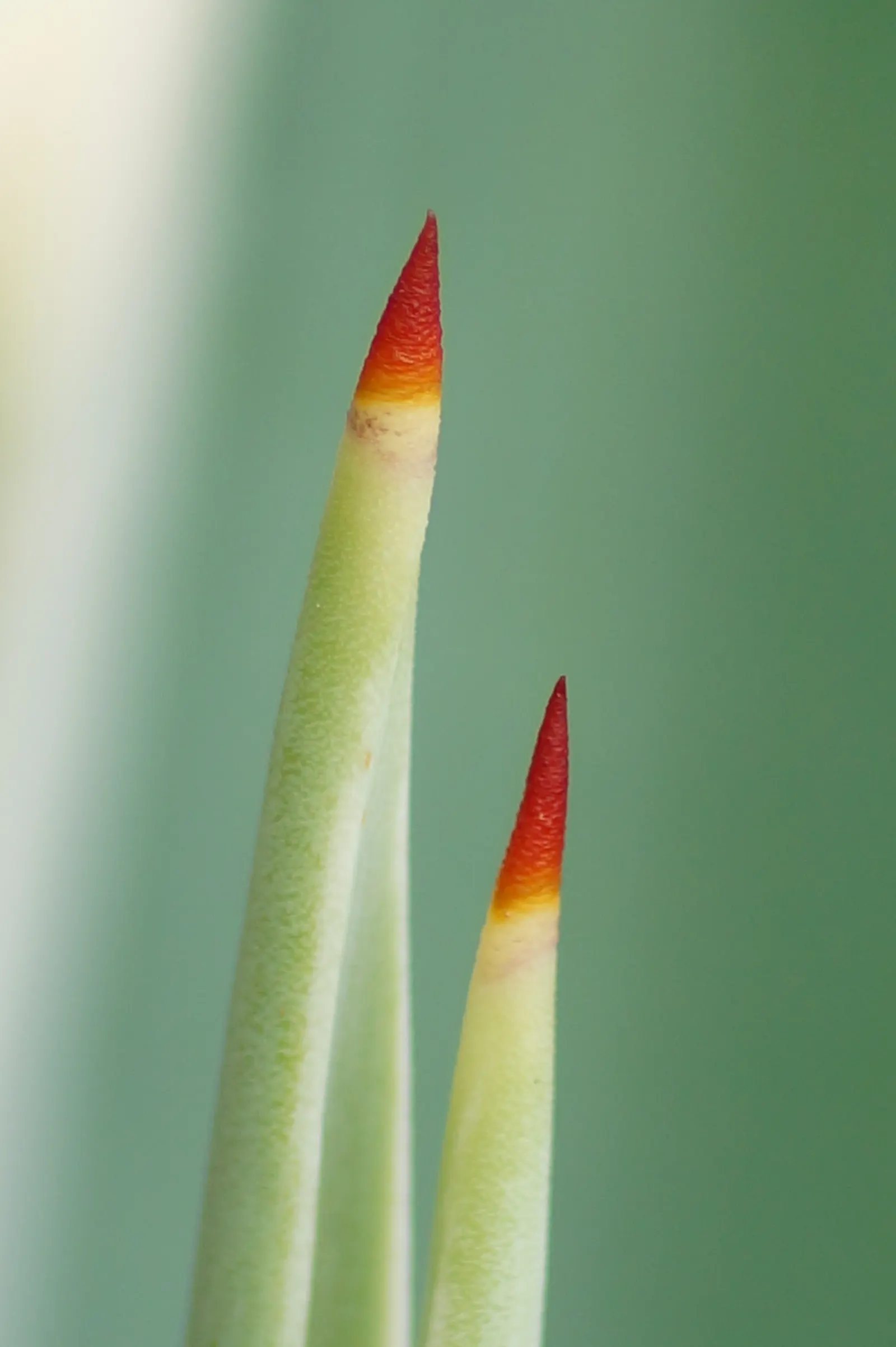Carribean Agave (Agave Angustifolia V. Marginata) — Agave angustifolia 'Marginata'