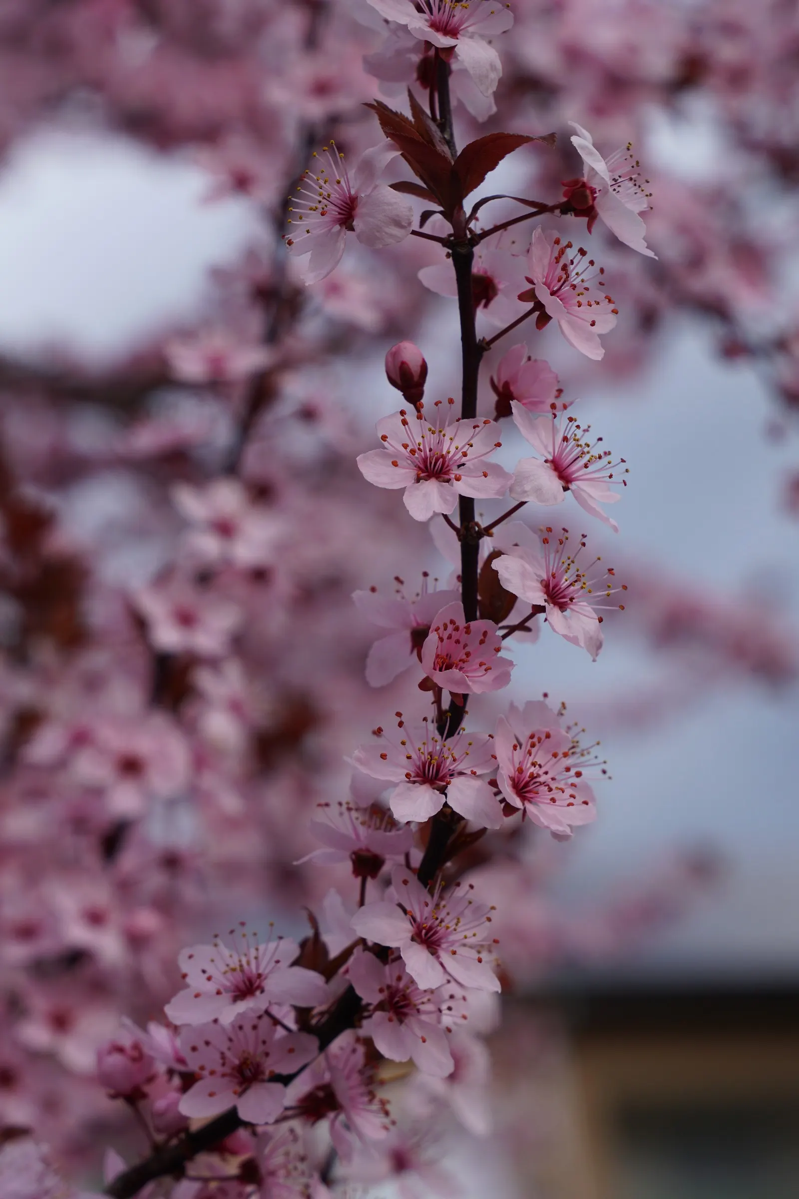 Cherry Plum, Myrobalan Plum (Prunus Cerasifera) — well-drained loams.<br><br>The Cherry Plum's foliage is equally striking