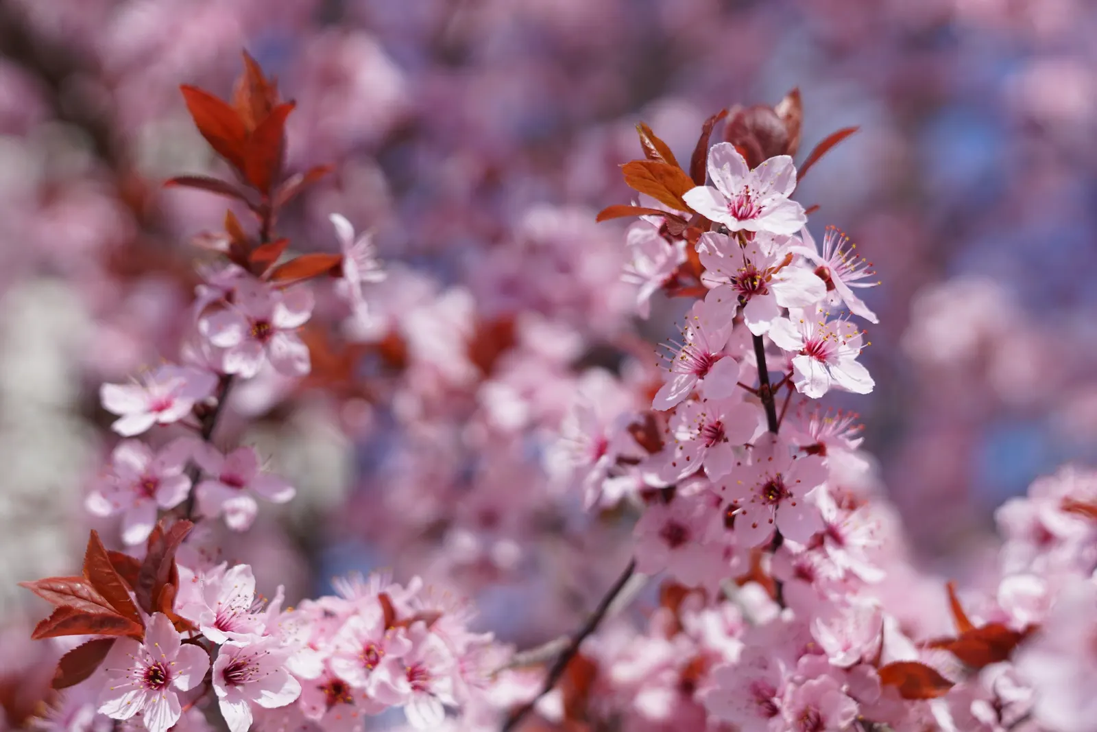 Cherry Plum, Myrobalan Plum (Prunus Cerasifera) — though it flourishes in moist