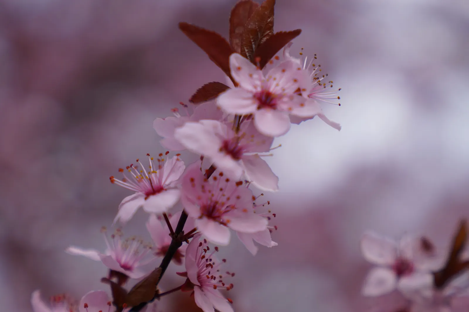 Cherry Plum, Myrobalan Plum (Prunus Cerasifera) — Blossoming in the late winter to early spring before the 1.5 to 2.5-inch long leaves fully emerge
