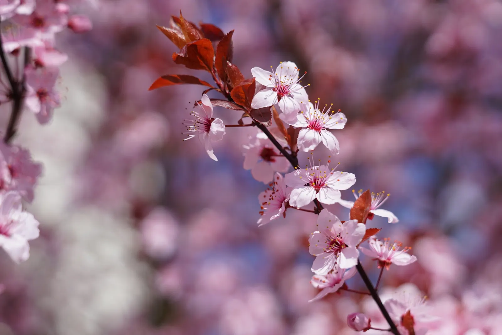 Cherry Plum, Myrobalan Plum (Prunus Cerasifera) — Small, edible fruits may attract wildlife