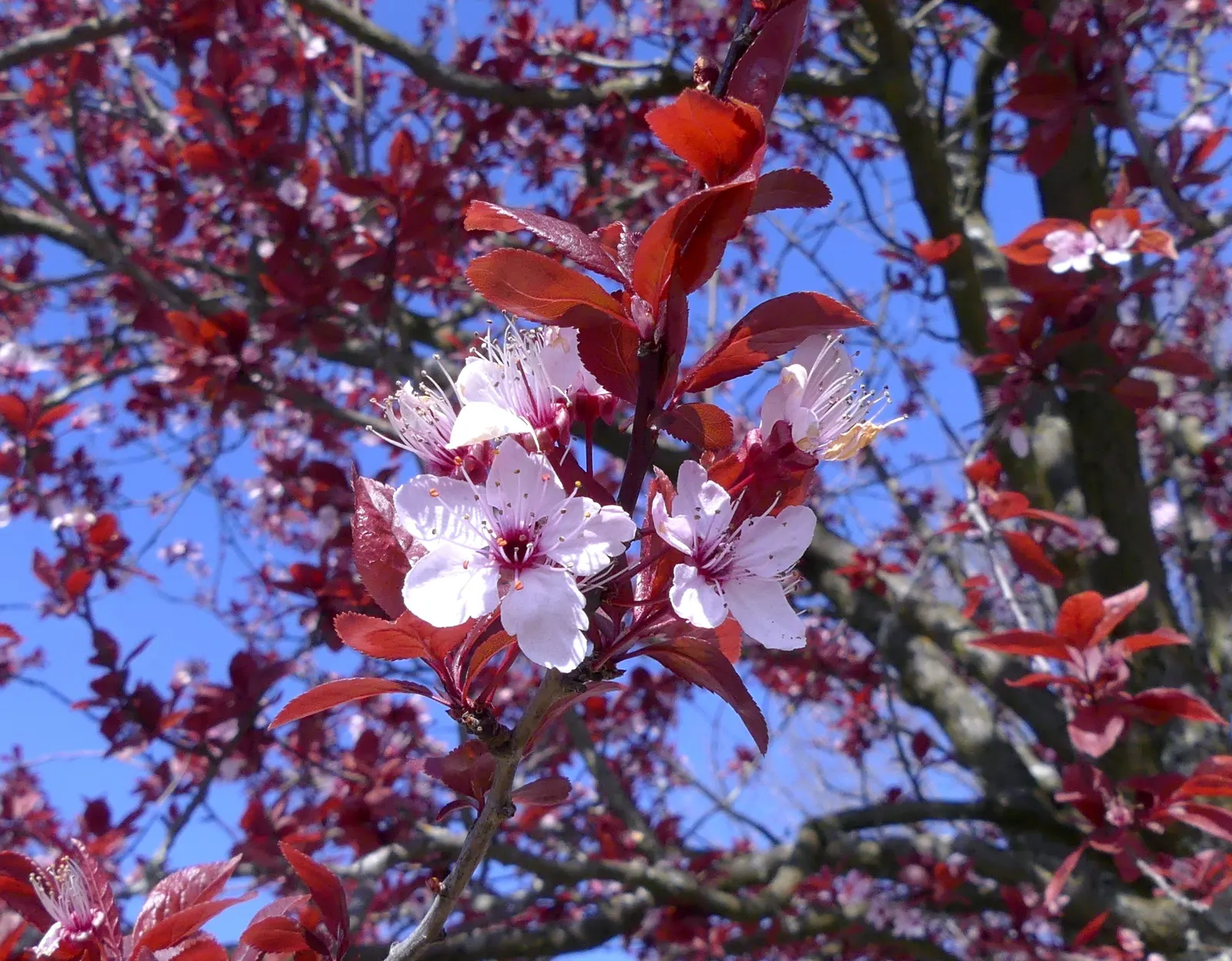 Cherry Plum, Myrobalan Plum (Prunus Cerasifera) — typically heralding the spring with a profusion of flowers