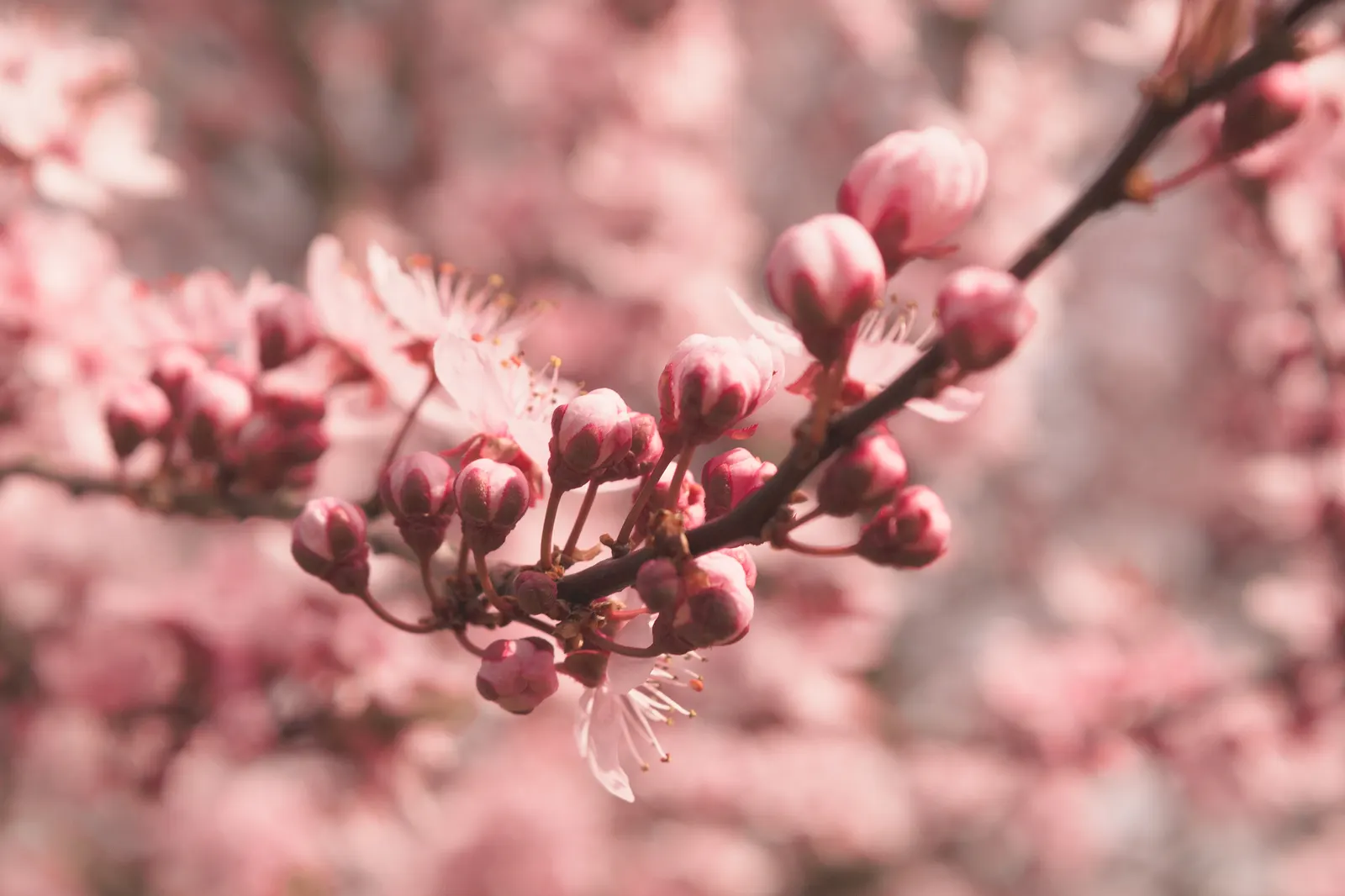 Cherry Plum, Myrobalan Plum (Prunus Cerasifera) — This hardy species adapts well to various soils and is drought-tolerant once established
