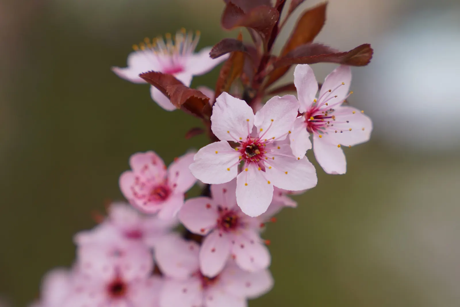 Cherry Plum, Myrobalan Plum (Prunus Cerasifera) — also referred to as Myrobalan Plum or Prunus cerasifera