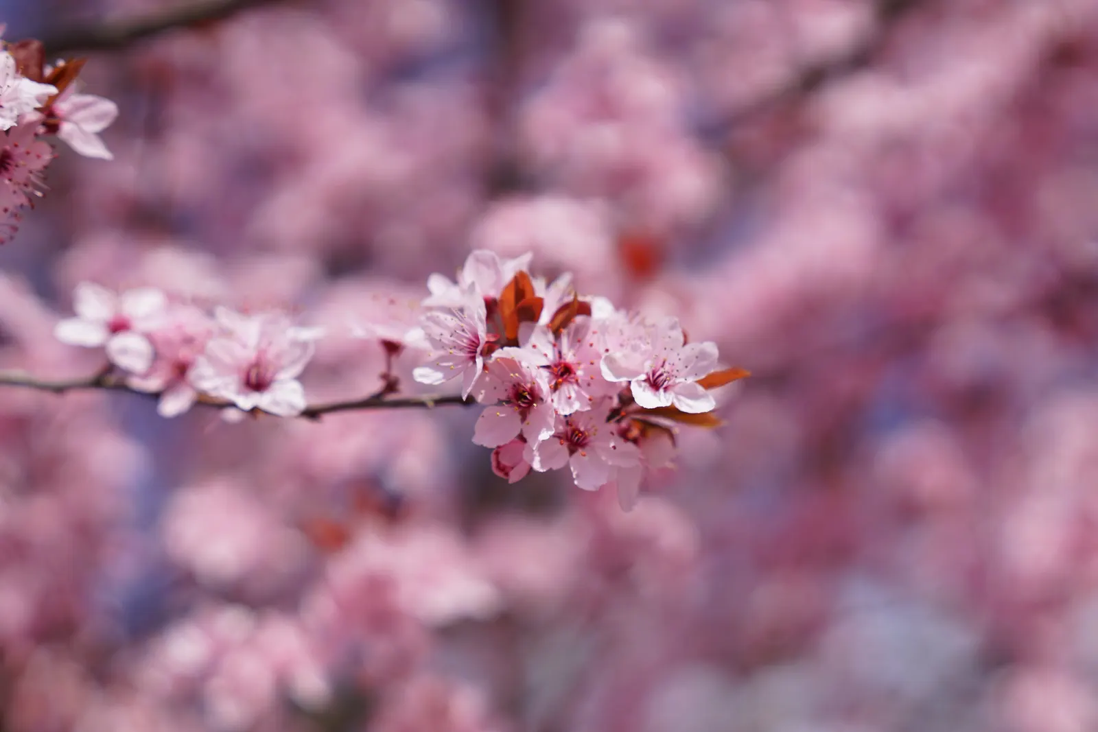 Cherry Plum, Myrobalan Plum (Prunus Cerasifera) — commonly known as Cherry Plum or Myrobalan Plum