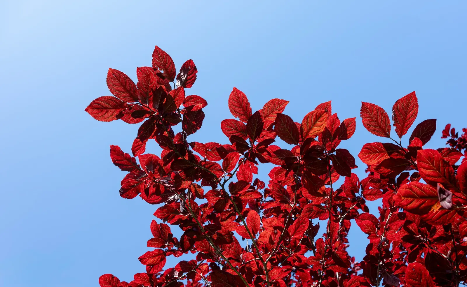 Cherry Plum, Myrobalan Plum (Prunus Cerasifera) — is a deciduous tree reaching 15-25 ft tall with a similar spread