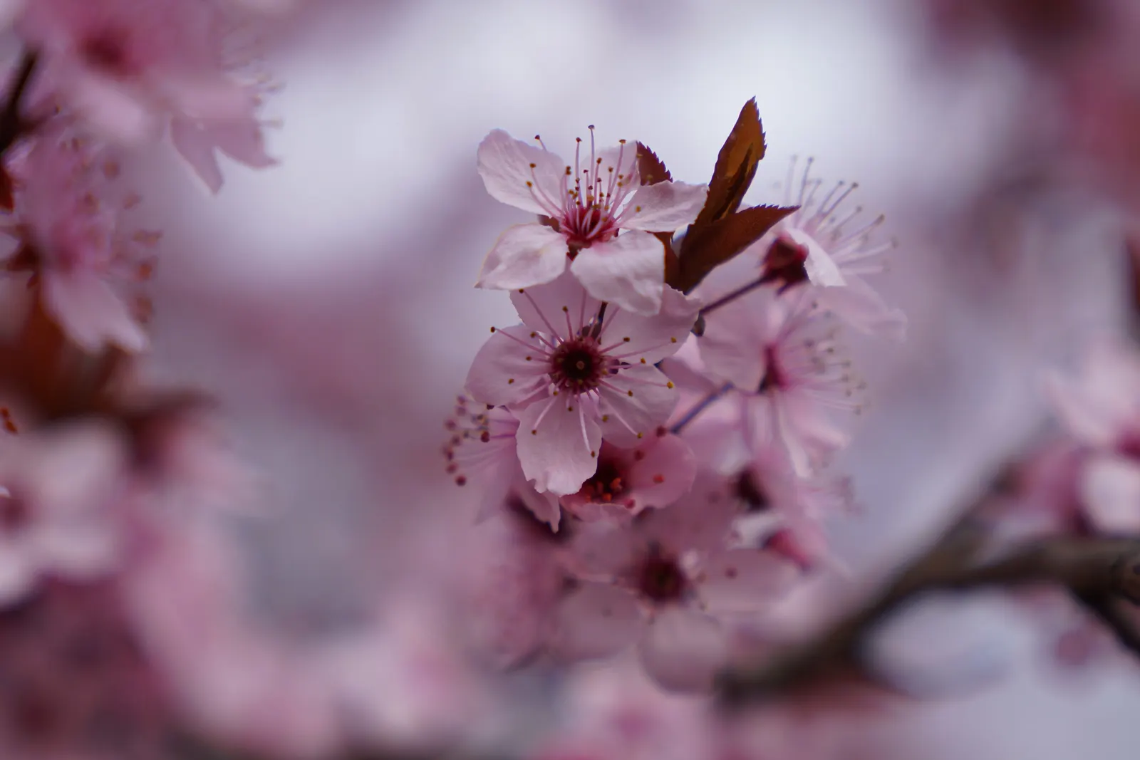 Cherry Plum, Myrobalan Plum (Prunus Cerasifera) — This tree is not particular about soil type