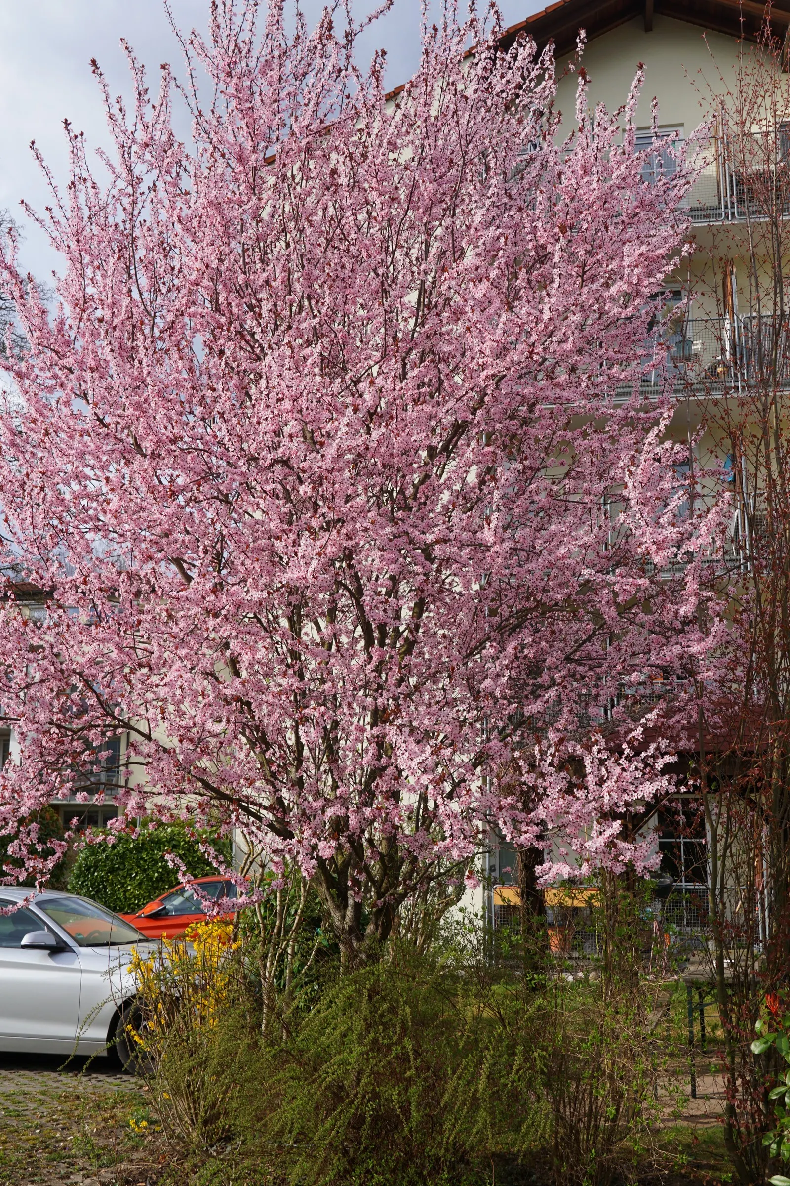Cherry Plum, Myrobalan Plum (Prunus Cerasifera) — It prefers USDA Hardiness Zones 5 to 8 and thrives in full sunlight