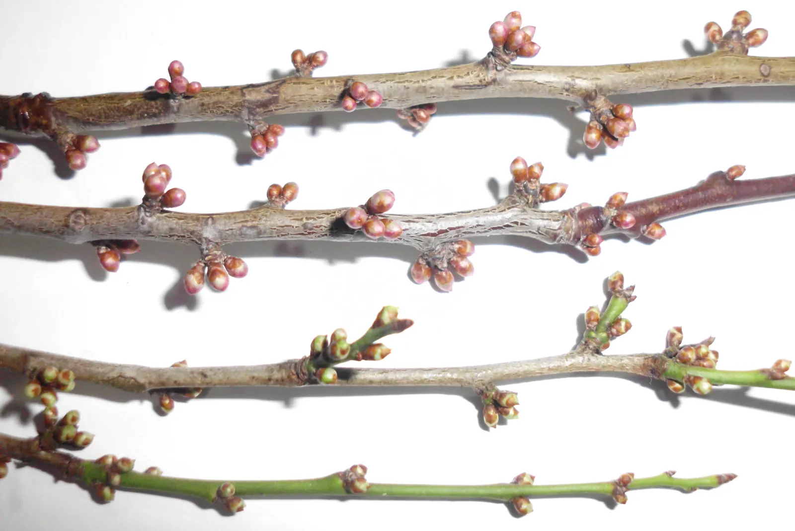 Cherry Plum, Myrobalan Plum (Prunus Cerasifera) — adds vibrant color and springtime charm to any landscape