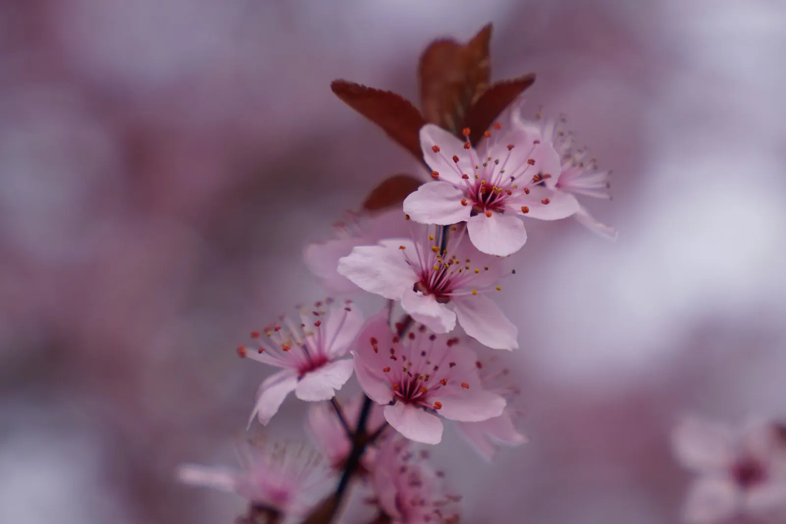 Cherry Plum, Myrobalan Plum (Prunus Cerasifera) — This deciduous ornamental tree is adored for its early bloom