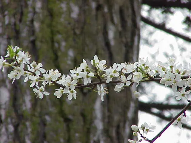 Cherry Plum, Myrobalan Plum (Prunus Cerasifera) — it provides ornamental value and seasonal interest