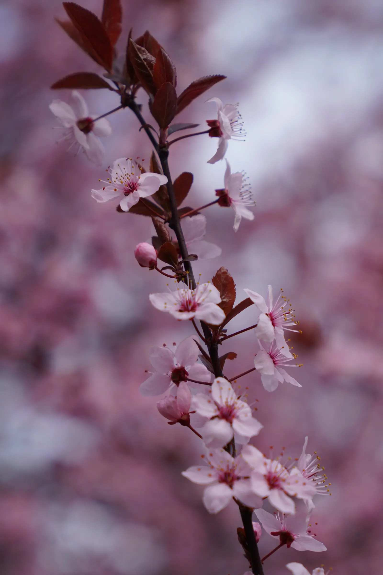 Cherry Plum, Myrobalan Plum (Prunus Cerasifera) — making it an ideal choice for residential gardens or as a street tree