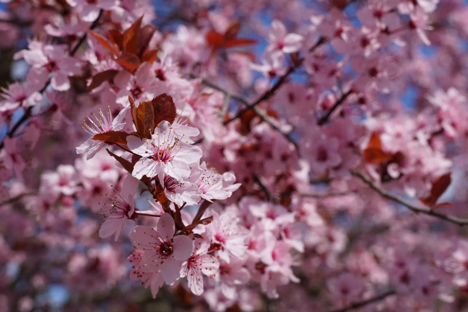 Cherry Plum, Myrobalan Plum (Prunus Cerasifera) — with a canopy spread of nearly 15 to 25 feet