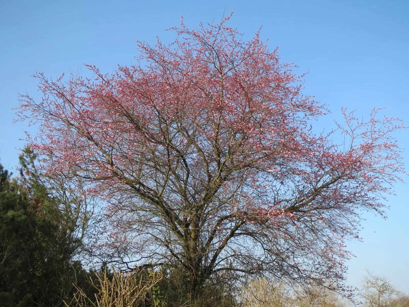 Cherry Plum, Myrobalan Plum (Prunus Cerasifera) — Notable for its early spring blossoms of white to pink and purple to black foliage options