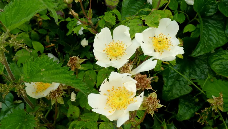 Wild Rose (Rosa Californica 'Plena') — green backdrop.<br><br>In late spring to early summer