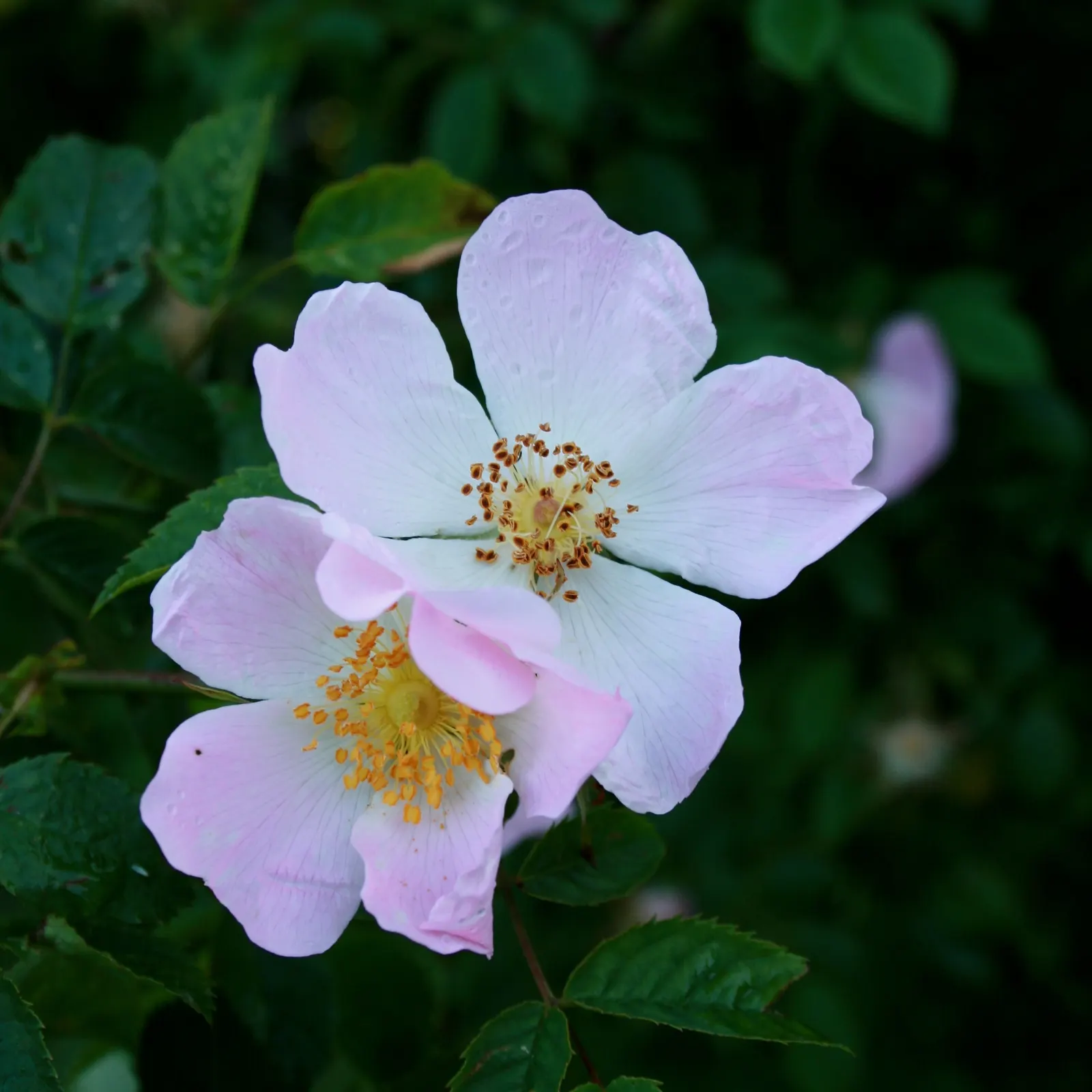 Wild Rose (Rosa Californica 'Plena') — reaching a height of 3 to 5 feet with a similar spread; this rose blooms from late spring to fall, image 93