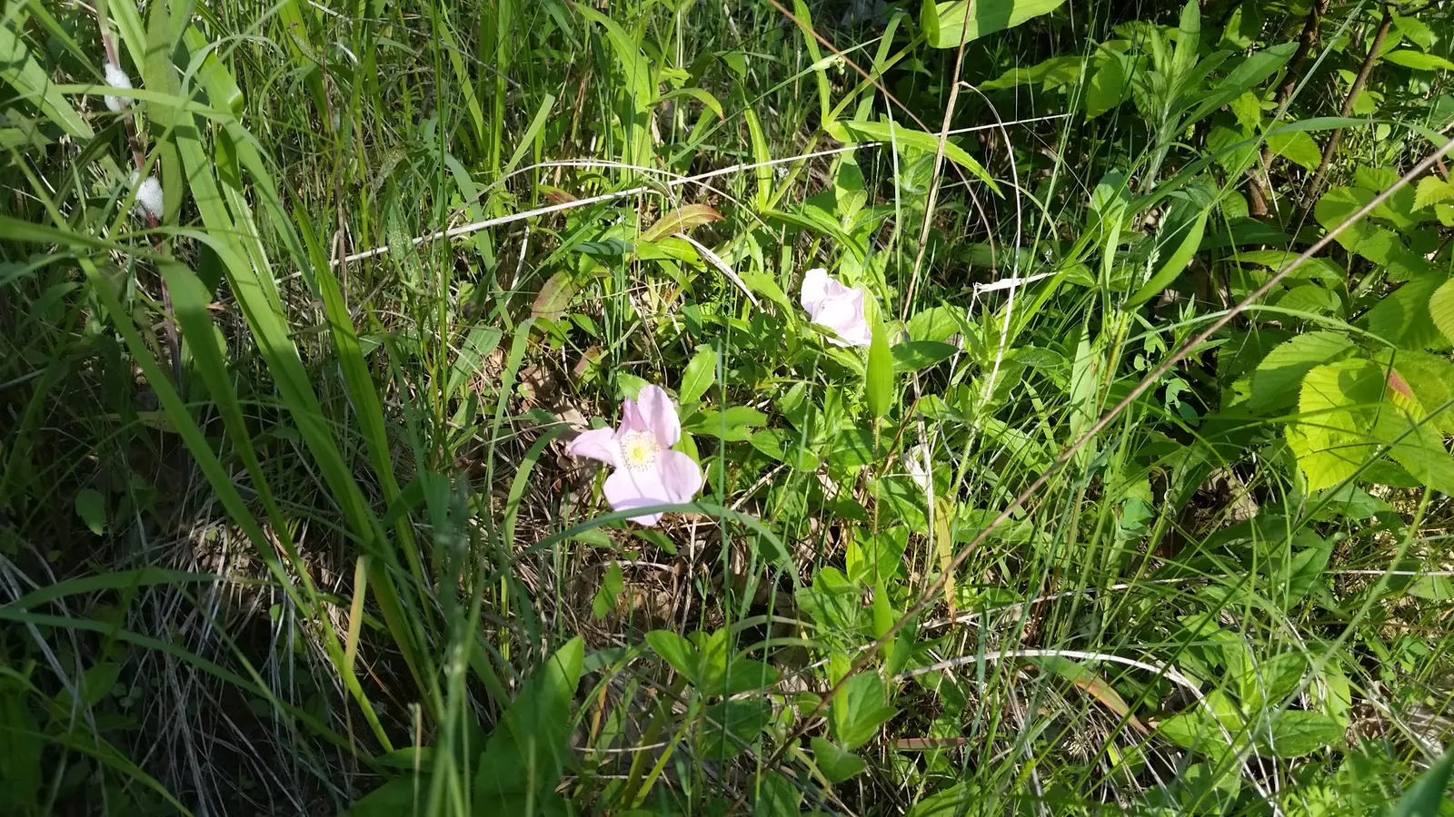 Wild Rose (Rosa Californica 'Plena') — shrub / vine for full or half or shade; and informal hedge settings