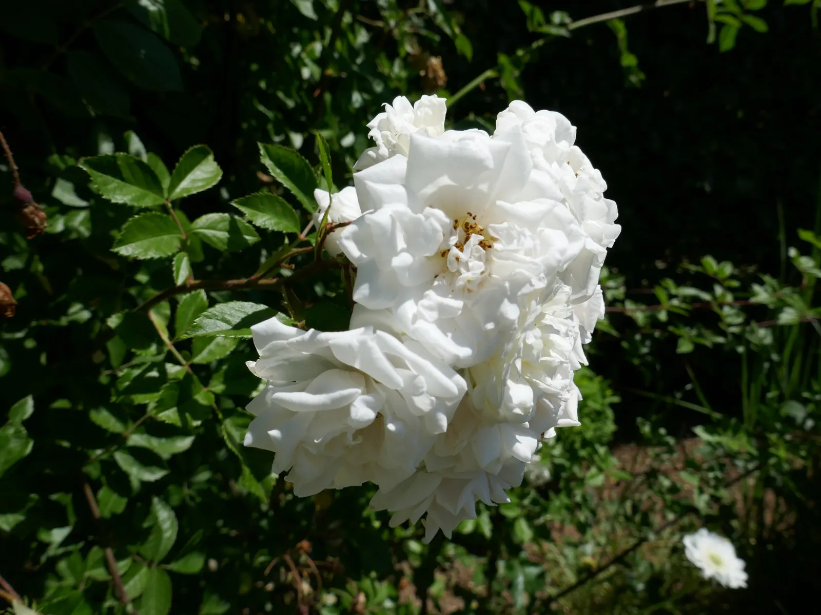 Wild Rose (Rosa Californica 'Plena') — the 'Plena' forms decorative; and informal hedge settings