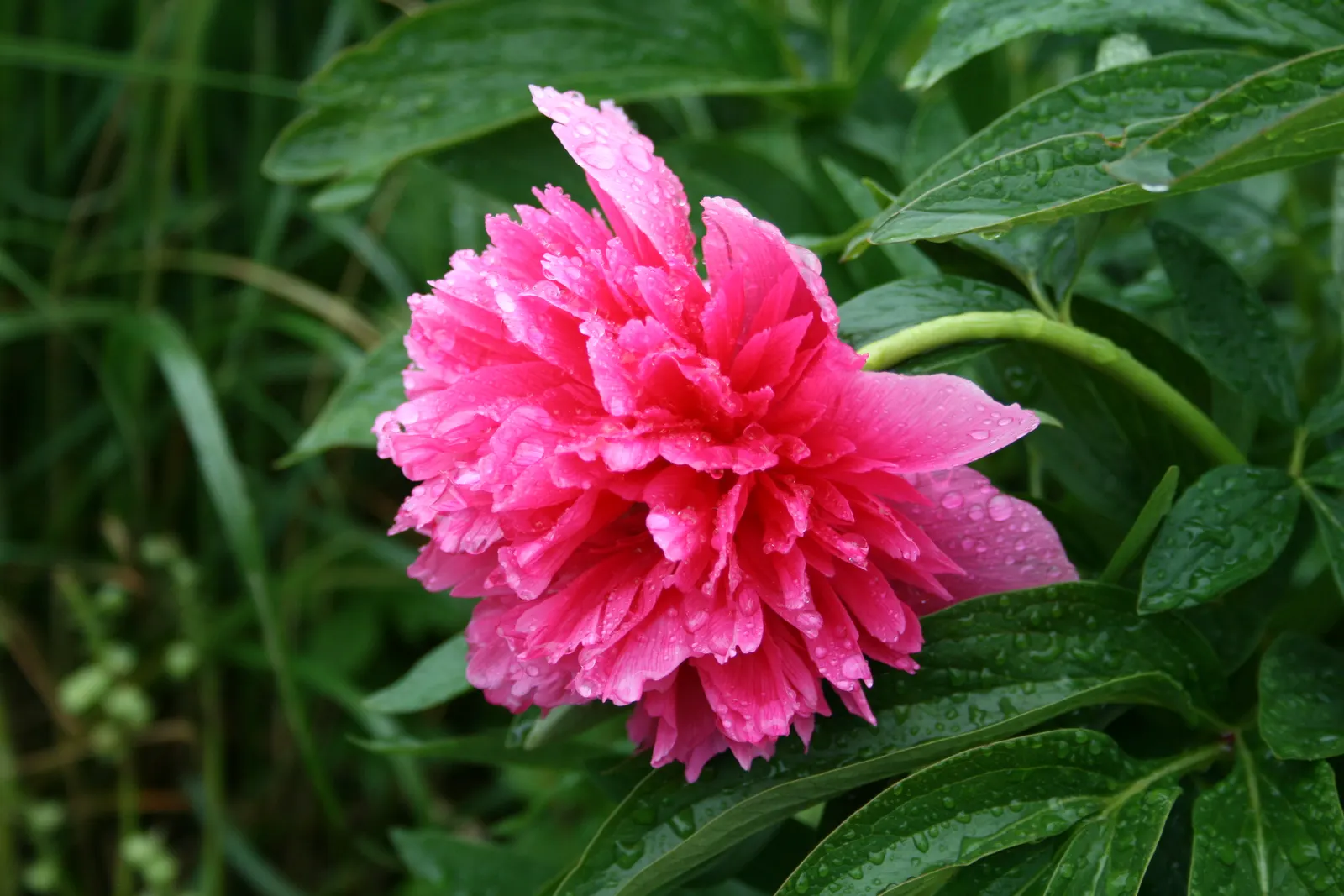 Wild Rose (Rosa Californica 'Plena') — Its stems are adorned with small thorns that deter herbivores