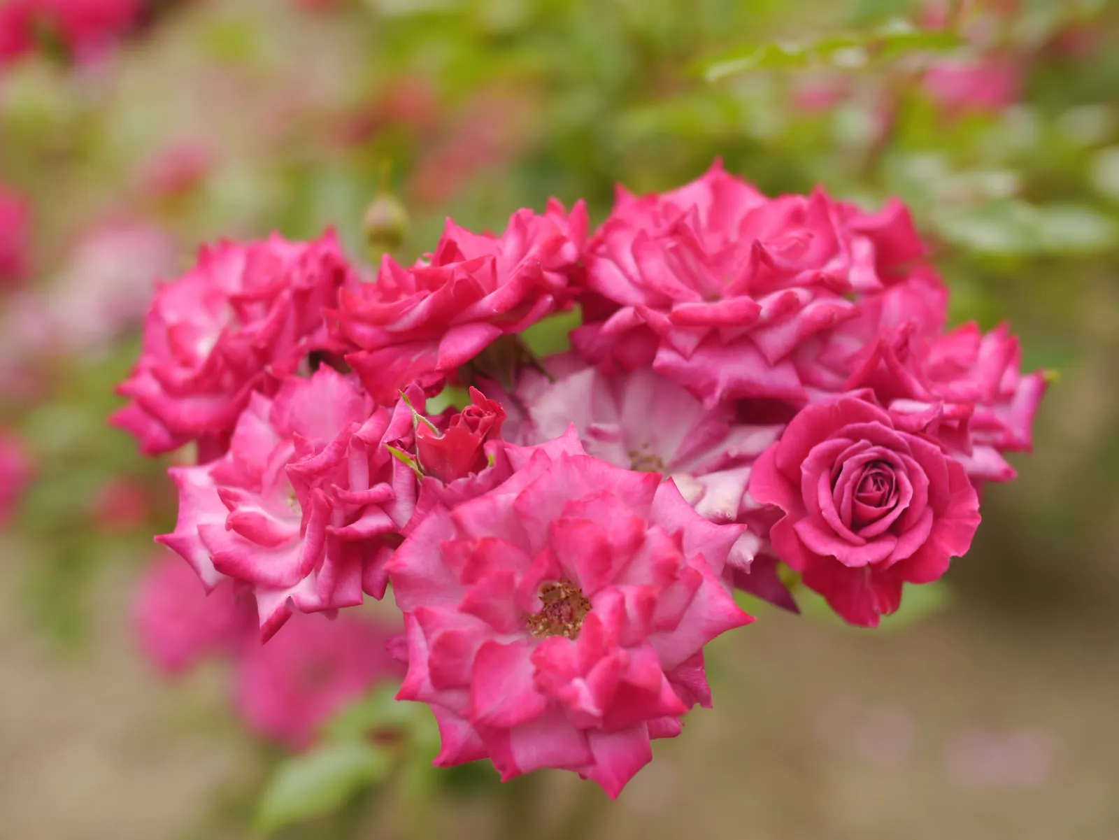 Wild Rose (Rosa Californica 'Plena') — reaching a height of 3 to 5 feet with a similar spread; this rose blooms from late spring to fall
