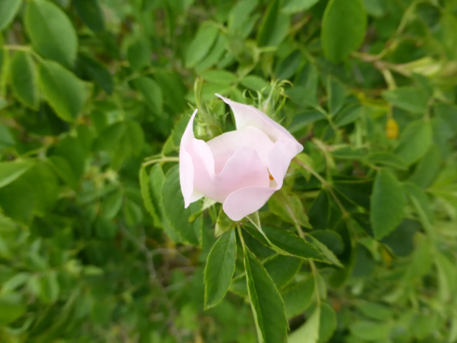 Wild Rose (Rosa Californica 'Plena') — this variety requires moderate watering; while its pinnately compound leaves
