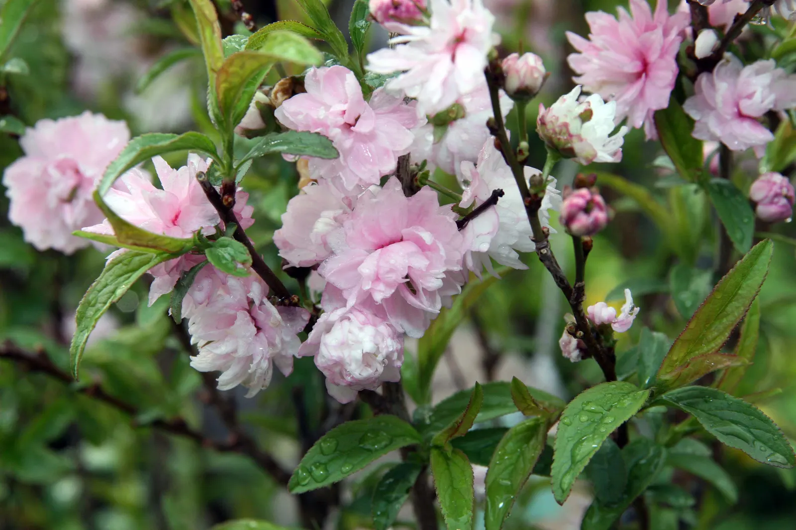 Wild Rose (Rosa Californica 'Plena') — pink flowers in the garden; while its pinnately compound leaves