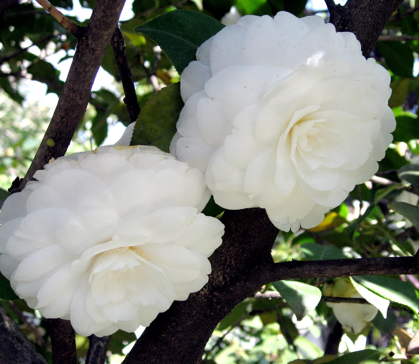 Wild Rose (Rosa Californica 'Plena') — this rose blooms from late spring to fall; and informal hedge settings