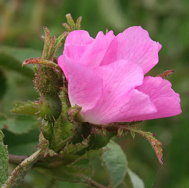 Wild Rose (Rosa Californica 'Plena') — green backdrop.<br><br>In late spring to early summer; this rose blooms from late spring to fall, image 69