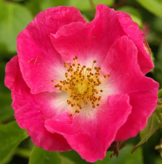 Wild Rose (Rosa Californica 'Plena') — offering prolonged visual interest.<br><br>Post-bloom