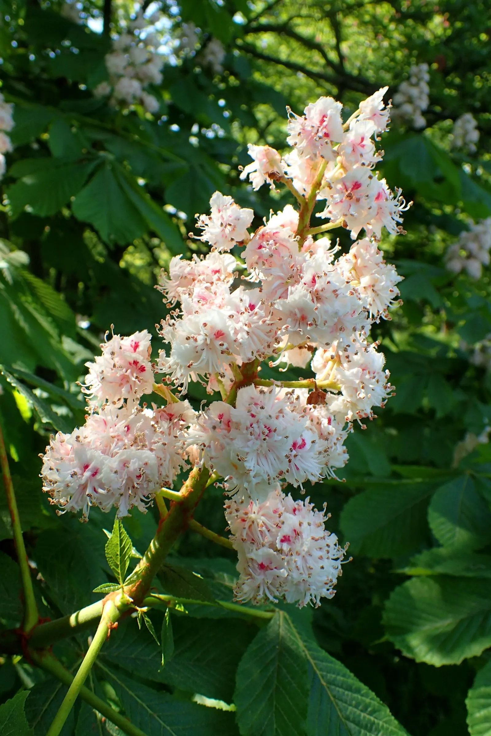 Wild Rose (Rosa Californica 'Plena') — Tolerant of a range of soil conditions, it thrives best in full sun to partial shade; and informal hedge, image 80