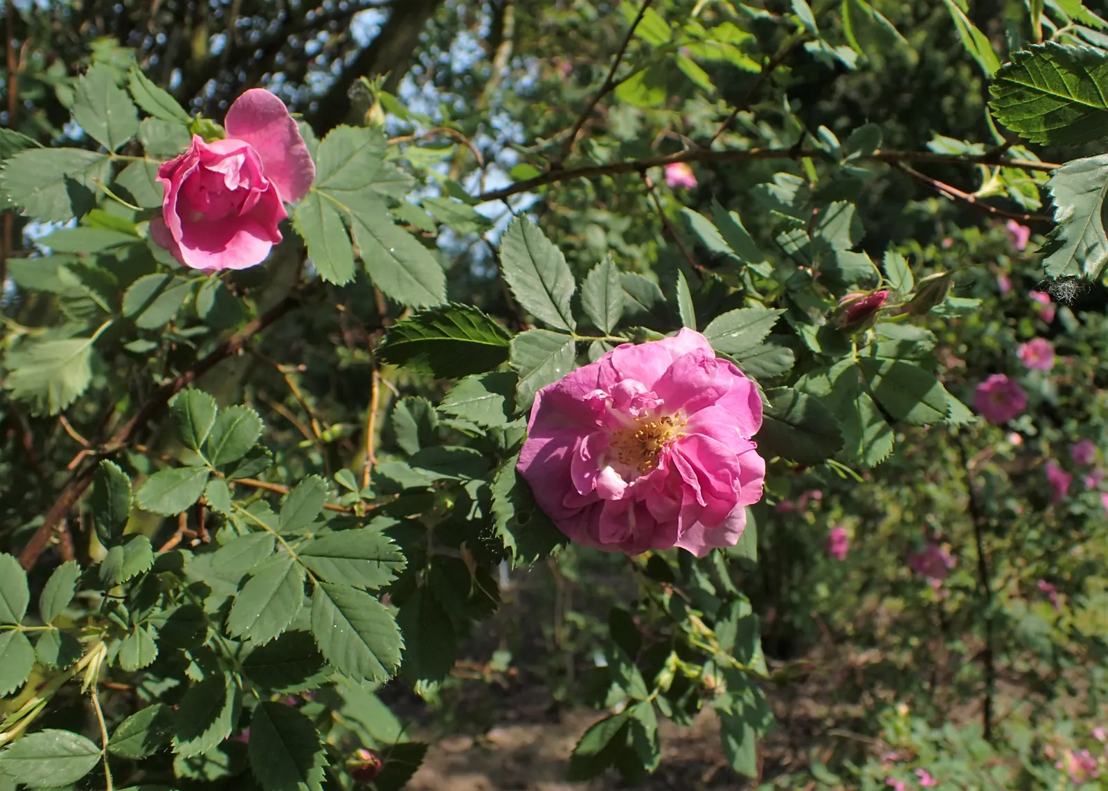 Wild Rose (Rosa Californica 'Plena') — Hardy and low-maintenance, it‚Äôs ideal for naturalistic landscapes; while its pinnately compound leaves, image 90