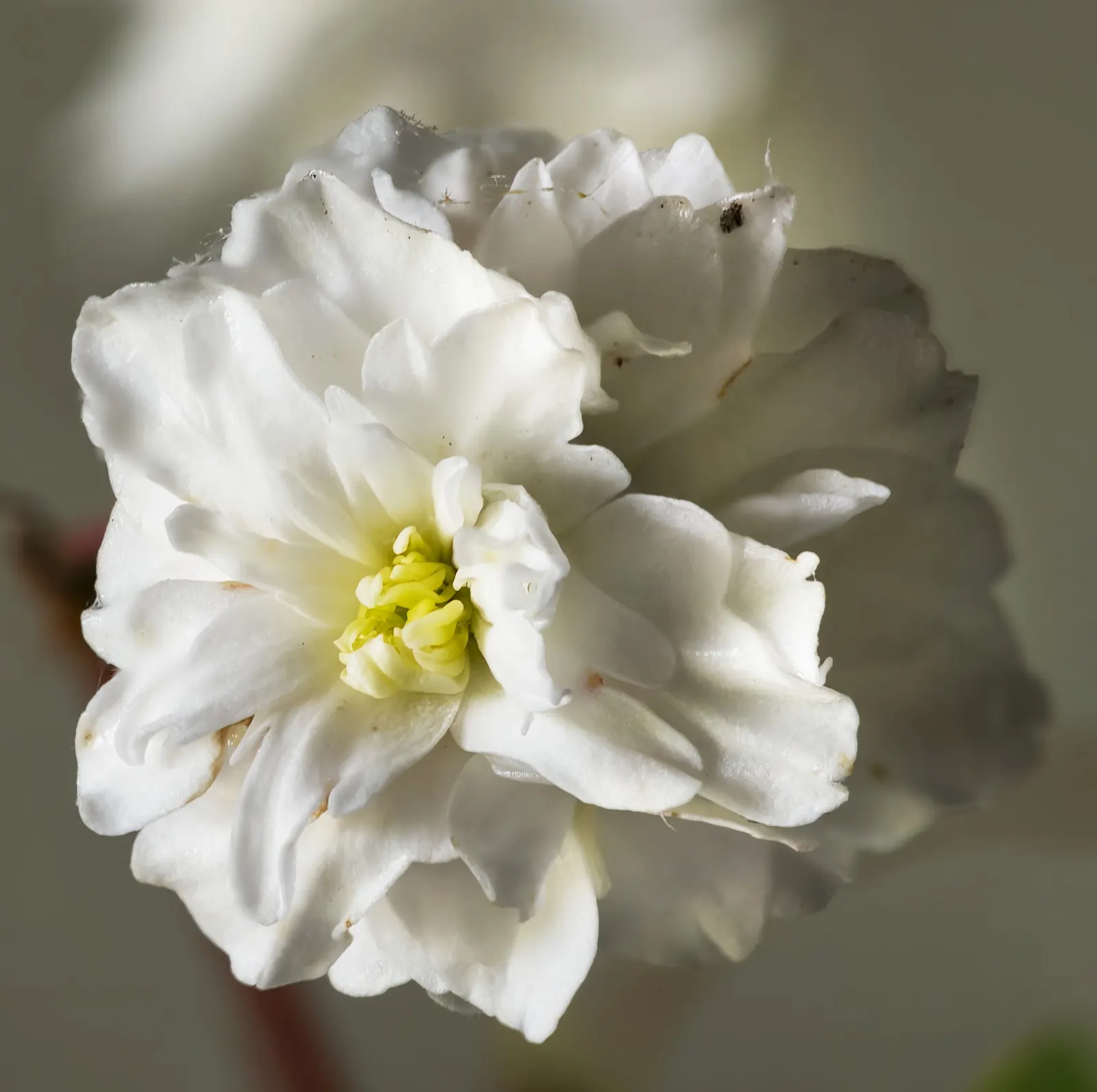 Wild Rose (Rosa Californica 'Plena') — the Wild Rose bursts into a spectacular display of fragrant; while its pinnately compound leaves, image 98