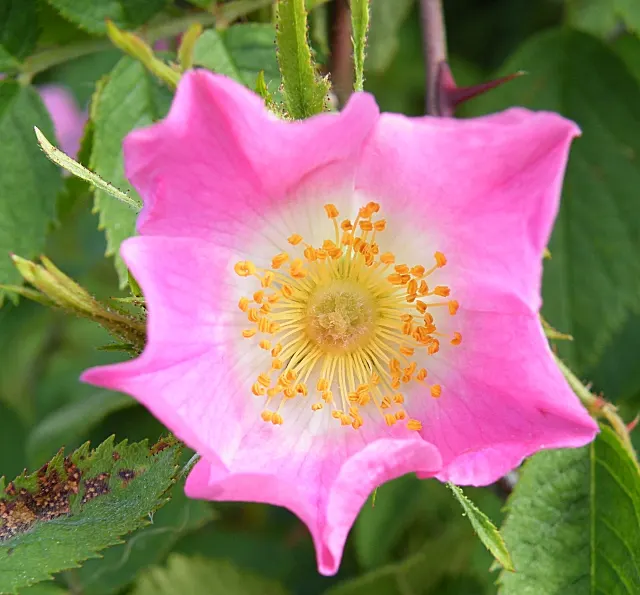 Wild Rose (Rosa Californica 'Plena') — commonly referred to as the Wild Rose; the plant's flowering season extends into the fall, image 63
