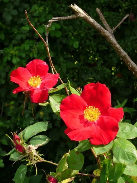 Wild Rose (Rosa Californica 'Plena') — double-petaled flowers with a pink hue