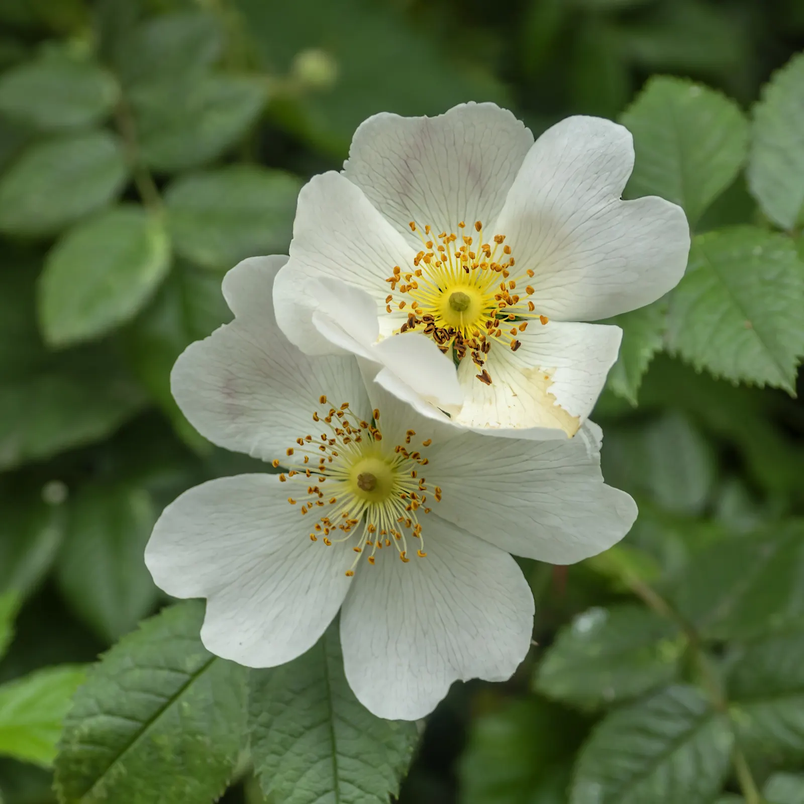 Wild Rose (Rosa Californica 'Plena') — around 0.5 to 1 inch in size
