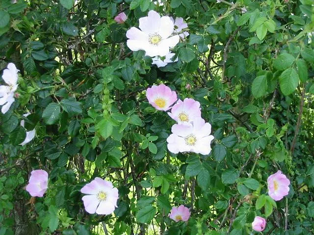 Wild Rose (Rosa Californica 'Plena') — Hardy and low-maintenance, it‚Äôs ideal for naturalistic landscapes