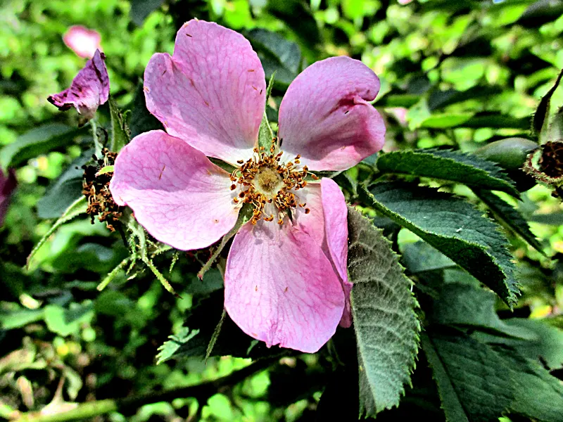 Wild Rose (Rosa Californica 'Plena') — double-petaled flowers with a pink hue; the plant's flowering season extends into the fall