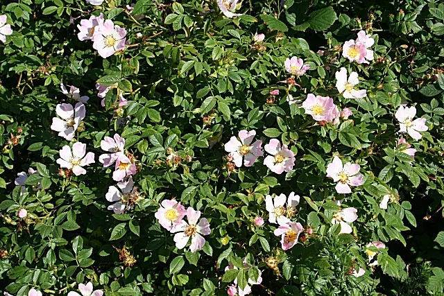 Wild Rose (Rosa Californica 'Plena') — and informal hedge settings