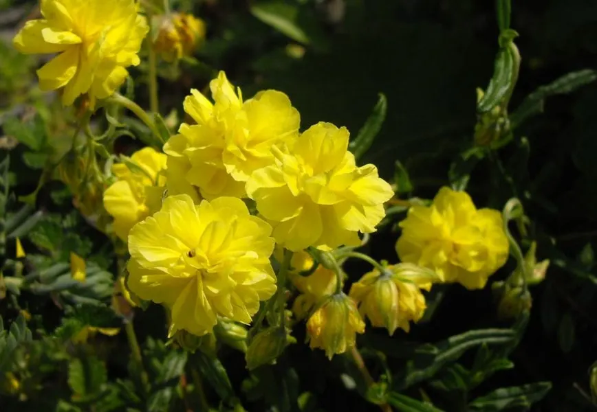 Wild Rose (Rosa Californica 'Plena') — the Wild Rose bursts into a spectacular display of fragrant