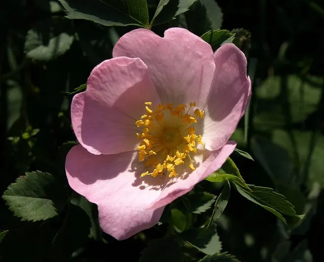 Wild Rose (Rosa Californica 'Plena') — green backdrop.<br><br>In late spring to early summer; this rose blooms from late spring to fall, image 97