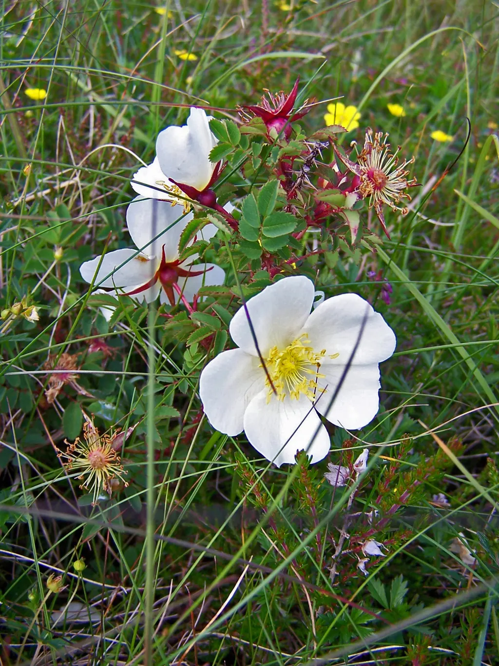 Wild Rose (Rosa Californica 'Plena') — commonly known as the Wild California Rose