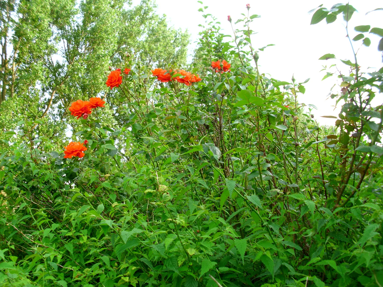 Wild Rose (Rosa Californica 'Plena') — approximately 2 to 3 inches in diameter; and informal hedge settings, image 72