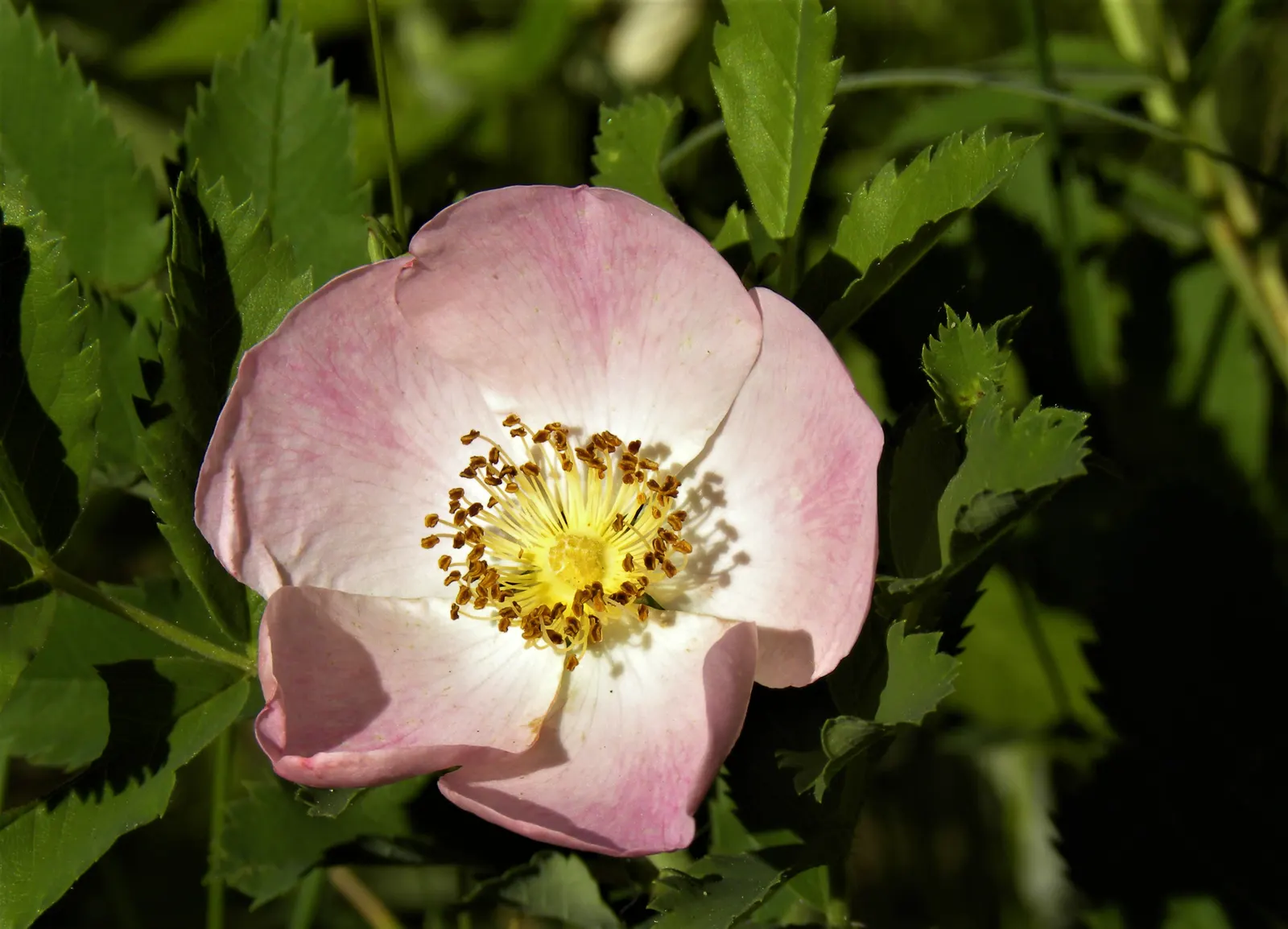 Wild Rose (Rosa Californica 'Plena') — reaching a height of 3 to 5 feet with a similar spread