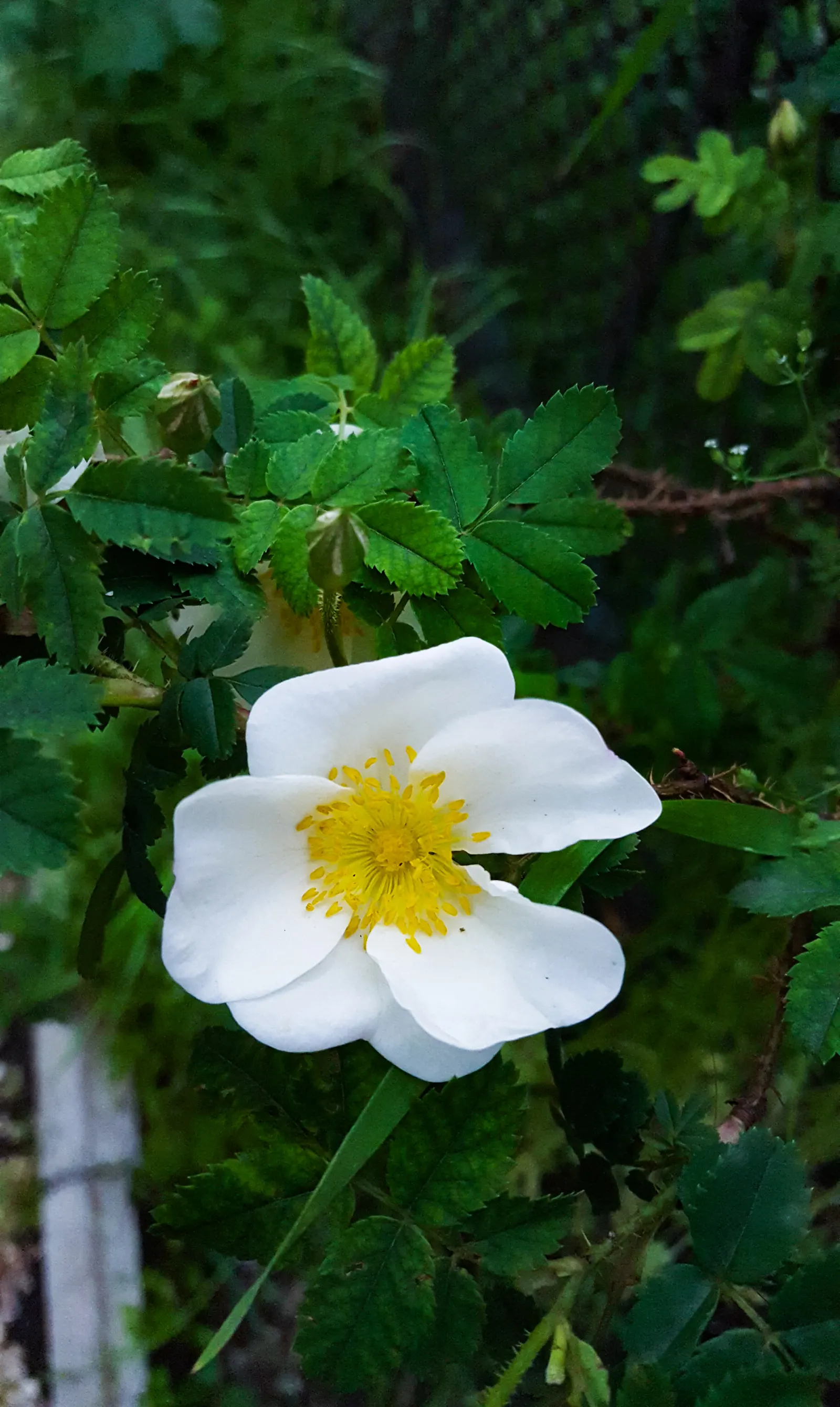 Wild Rose (Rosa Californica 'Plena') — The plant's flowering season extends into the fall; while its pinnately compound leaves