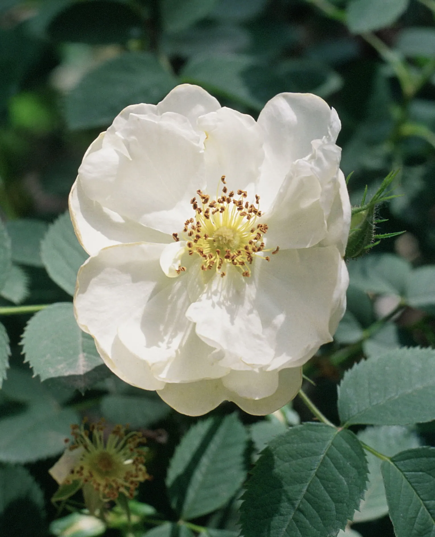 Wild Rose (Rosa Californica 'Plena') — ideal for attracting pollinators like bees and butterflies; this rose blooms from late spring to fall, image 101