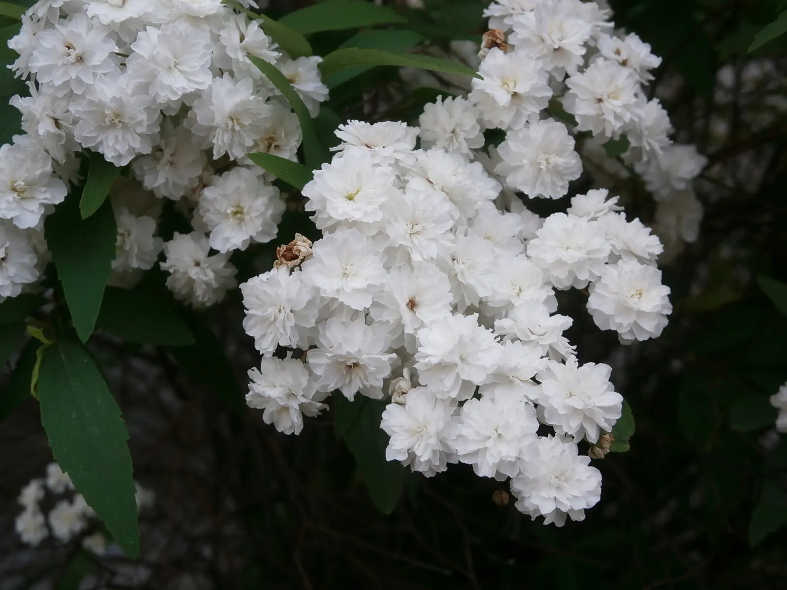Wild Rose (Rosa Californica 'Plena') — measuring 1 to 2 inches in length; and informal hedge settings, image 68