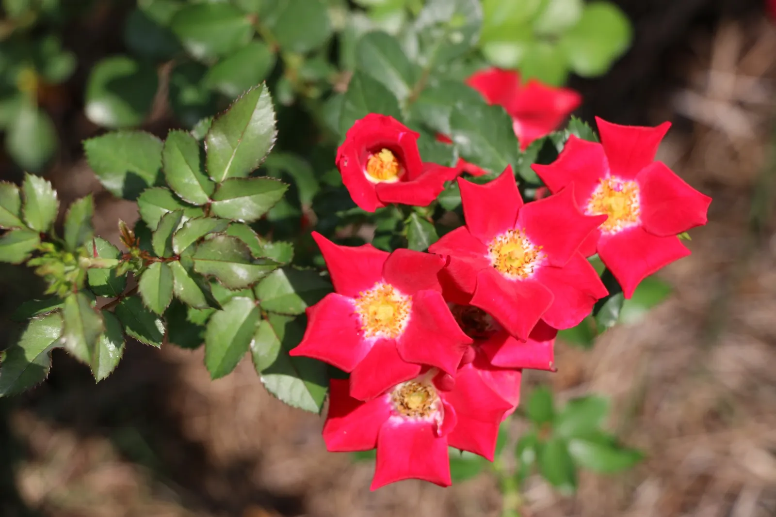 Wild Rose (Rosa Californica 'Plena') — this variety requires moderate watering; while its pinnately compound leaves, image 78