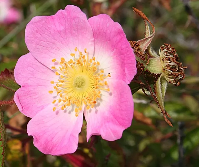 Wild Rose (Rosa Californica 'Plena') — is a captivating addition to any landscape design; and informal hedge settings, image 92