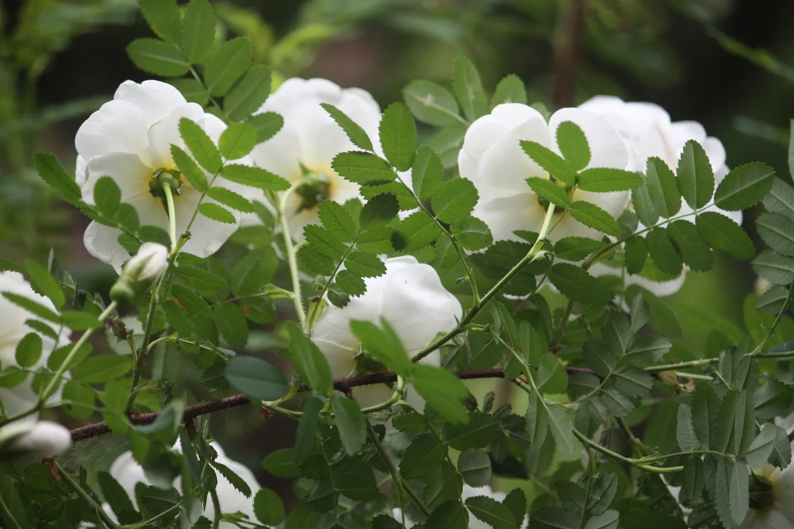 Wild Rose (Rosa Californica 'Plena') — especially within the first growing season to establish a robust root system