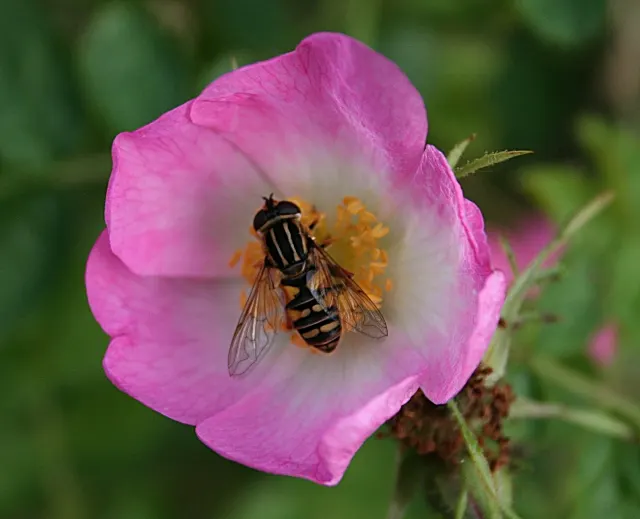 Wild Rose (Rosa Californica 'Plena') — shrub / vine with pink blooms